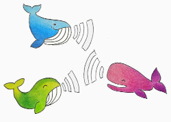 illustration of 3 whales